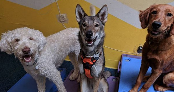Kennel Tech